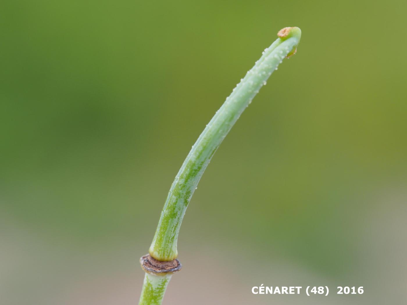 Poppy, Yellow Horned fruit